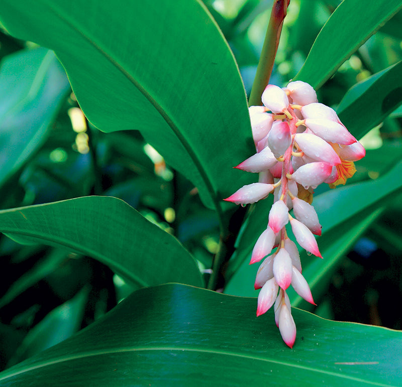 anti-aging geto plant is thought to be a major factor for why the island is a blue-zone, with a significantly higher population of centenarians.