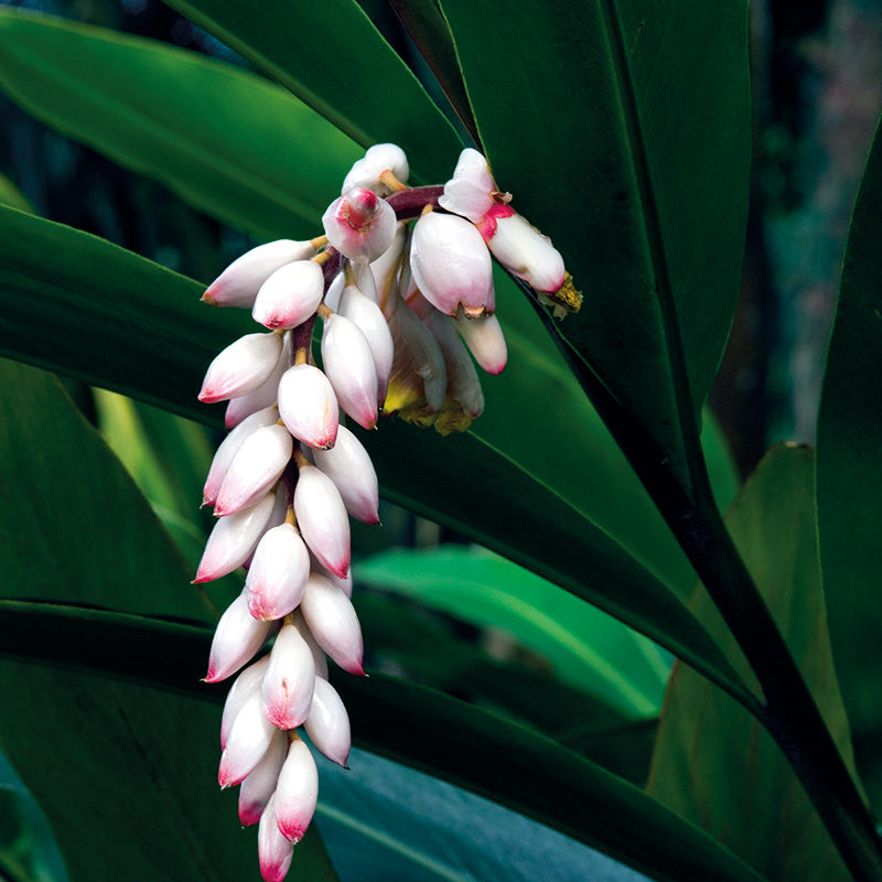 This anti-aging Geto plant is thought to be a major factor for why the island is a blue-zone, with a significantly higher population of centenarians.